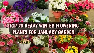 TOP 20 HEAVY WINTER FLOWERING PLANTS FOR JANUARY GARDEN | TOP WINTER FLOWERS 🌹😍