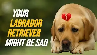 5 Signs Your Labrador Retriever Dog Is Sad