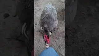 Sound of a Male Muscovy Duck