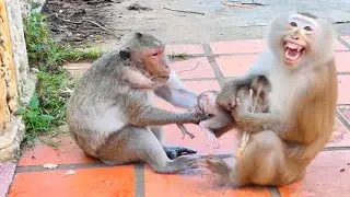 Monkey Mekala pulls the legs of Baby Monkey Mark she wants to play with him but Milina rejects her