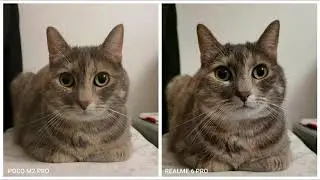 POCO M2 PRO VS REALME 6 PRO | COMPARISON & CAMERA REVIEW