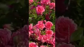 Amazing flower gardens #terracegardenindia #flowers #nature #flowergarden #nature #love #natural#1m