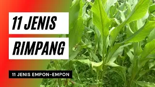 JENIS-JENIS RIMPANG atau Empon-Empon