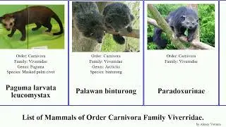 List of Mammals of Order Carnivora Family Viverridae. genet paradoxurus civet palm aureus indica