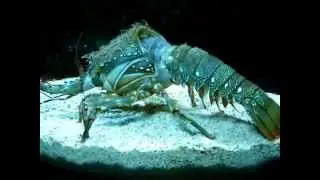 Let's see a lobster shedding its skin