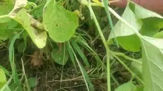 Mango Melon Growing | Great for pies and pickles