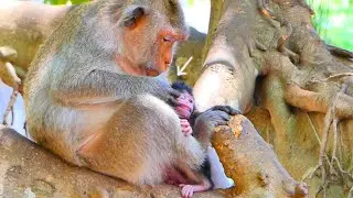God look...Pi-t-y baby monkey SIPPO.