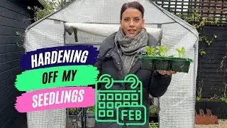 How&nbsp;I&nbsp;harden&nbsp;off&nbsp;my&nbsp;seedlings&nbsp;- Feb Garden Job For Beginners