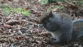 A Squirrel walking around