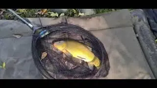 Carp Fishing |  Double Maggot Micro Grub Wafters D Rig | Part 1