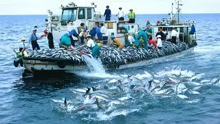 The Cod Millionaire Factory, How Longlines Dominate Greenland&rsquo;s Oceans