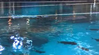 Trixie the whale shark