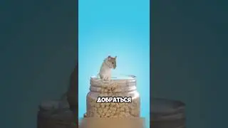 Не позволяй себе комфорт чтобы не превратиться в крысу