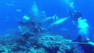 Shark Frenzy   North Horn Osprey Reef