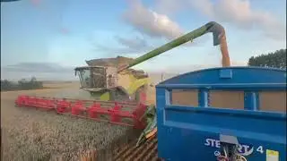 Combining wheat harvest 2025