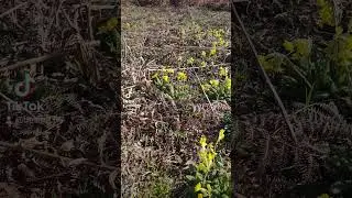 PRIMULA VERIS #PRIMULAVERIS #kosovo