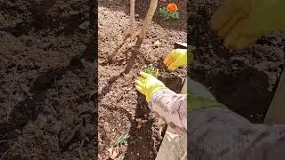 Planting & Watering Colorful Blooms #colorfulgarden #flowerplanting #naturelovers #gardenmagic