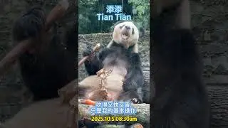 Tian Tian 😘#china #panda #adventure