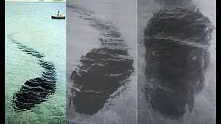 Hook Island Sea Monster #chillingfacts #cryptozoology #falseclaims