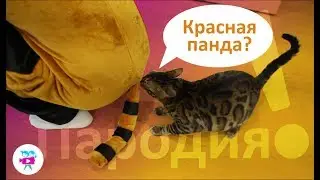 The best jokes and memes with Red Panda Parody!