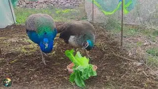 Fresh Lettuce Served 🍽 Peacock Duet 🦚 #peacock #myfarm #relaxation