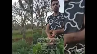 Horta Bc apanha da Fava