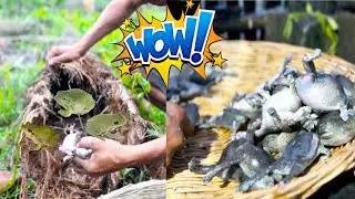 Yummy Frog recipe in Forest Cooking | Frog cooking and Eating Video |