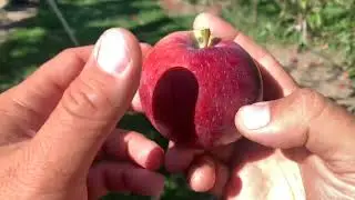 Empire Apple Tasting
