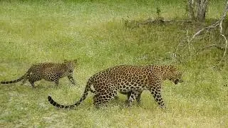 A leopard mother and her two cubs crossing the road