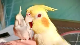 Cockatiels l Activities of Cockatiel Birds. #cutecockatiels#birds#birdlovers #viralvideo