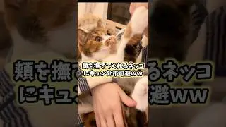 ネッコの動画見てニヤけたら負けwww #猫 #猫動画 #猫のいる暮らし #ねこ #かわいい #癒し #2ch動物スレ