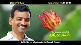 Dragon Fruit farm in Telangana