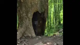 Making a treehouse in wilderness  #viral #foryou #funny #craft #survival #wildlife 