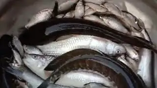 How to best Fish Market Dhunat  Important  Fishing  Market Video 2020।