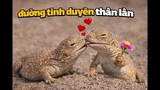 Đường Tình Trắc TRở Thằn Lằn Cát
