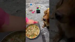 MOM im hungry 🥺#FunnyDogs #PetShorts #shorts #IndianDogs #dog
