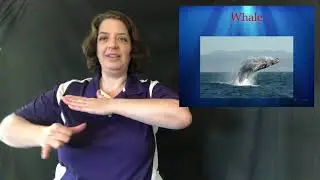 Unit 6 Animals: Ocean vocabulary lesson
