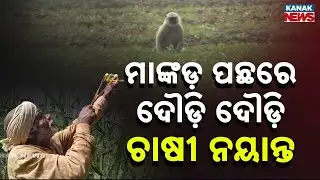 Monkeys Enter Farmlands, Farmers Work Hard to Protect Crops In Ganjam