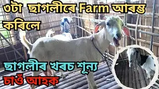 ছাগলীৰ Farm কৰিলে সফলতা আহিবই | Goat farm in Assam | Goat farming