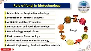 Role of fungi in biotechnology #trending #mycology #biotechnology #raqbamicrohub #microbiology