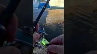 Boat hull bream fishing #fishing #fish #bassfishing