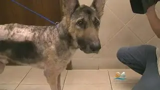 Neglected German Shepherd Needs Thousands In Medical Care