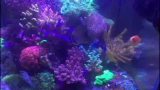 Que es el PH ? Acuarios marinos