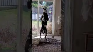 Great Dane Love Look How Big He Is