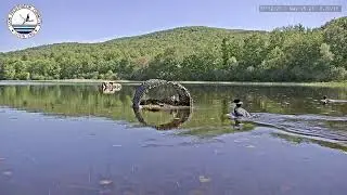 Loon Defends Nest from Black Bird