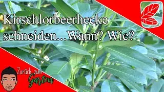 Achtung einfach, Aber Giftig - Kirschlorbeerhecke schneiden
