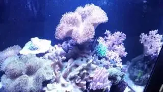 Zebra murene ( barroci's sea tank)