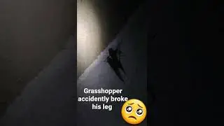 grasshopper accidently broke his leg #shorts