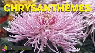 CHRYSANTHÈME : LA FLEUR D’OR IMPÉRIALE SYMBOLE DE L’AUTOMNE, UNE PLANTE GÉNÉREUSE À RÉHABILITER