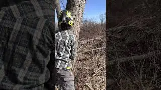 Bore cut on Silver Maple #wood #chainsaw #stihl #tree #treework #arborist #felling